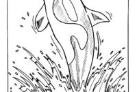 killer whale coloring pages killer whale coloring pages