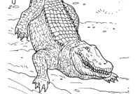 crocodile coloring page crocodile coloring page