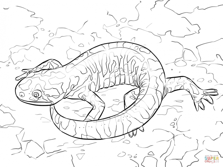 salamander coloring pages
