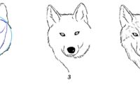 dessiner une tete de loup