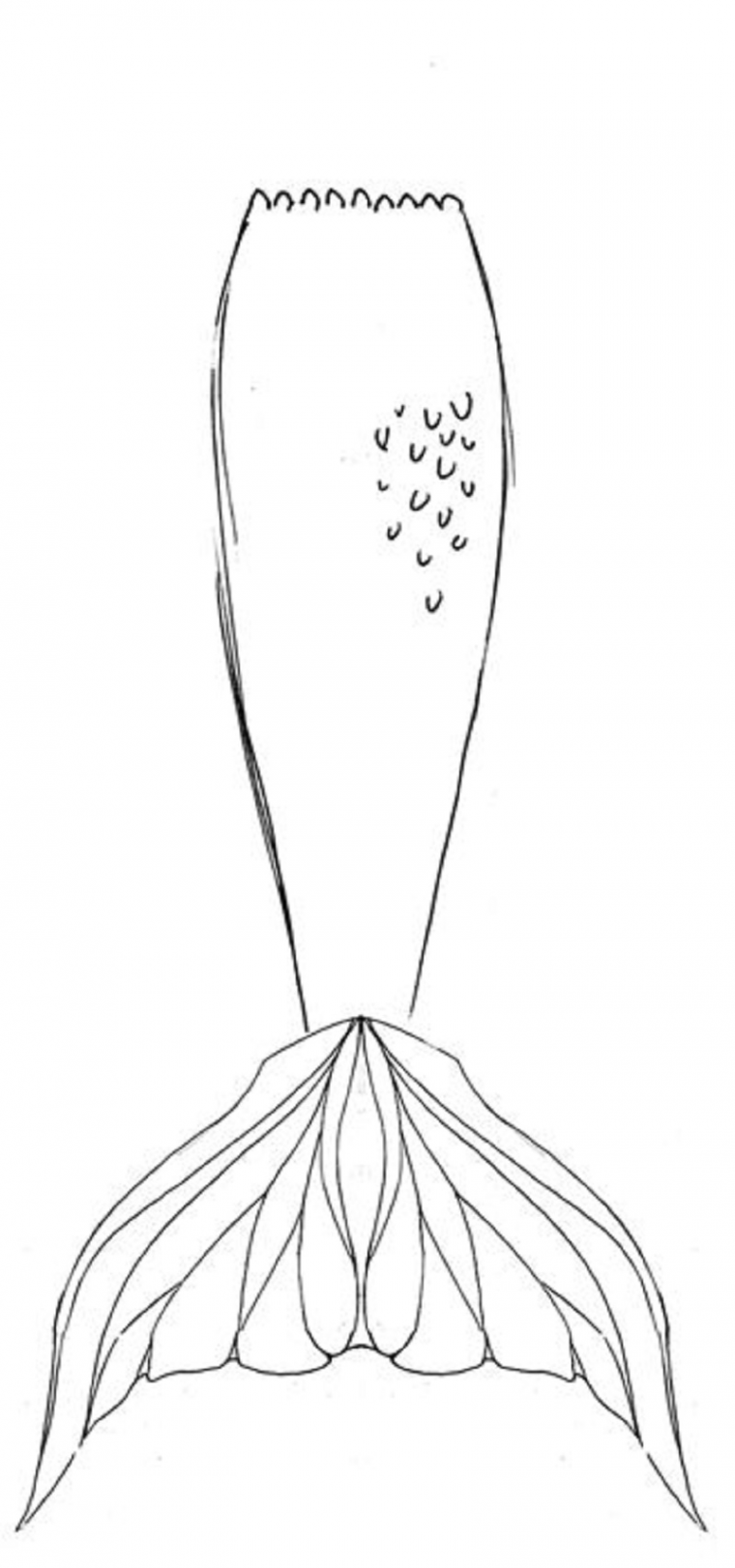 mermaid tails coloring pages