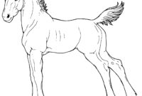 foal coloring pages foal coloring pages