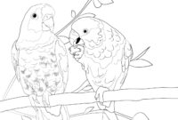 parakeet coloring pages