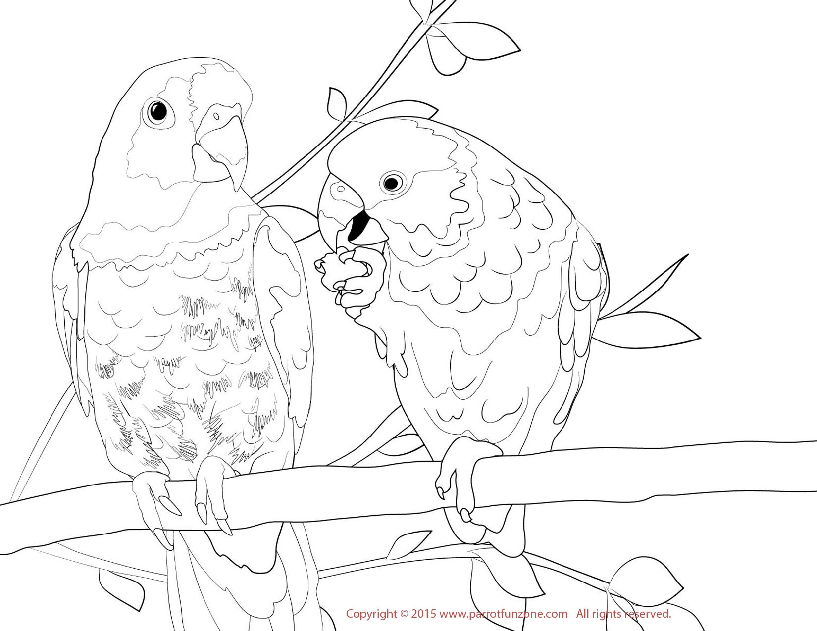 Parakeet Coloring Pages at GetColorings.com | Free printable colorings