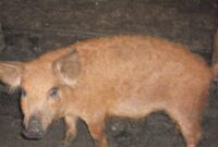 view vand mangalita pictures view vand mangalita pictures