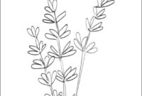 lavender coloring page lavender coloring page