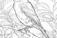 bluebird coloring pages