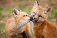 tierbilder kostenlos tierbilder kostenlos