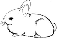 realistic rabbit coloring pages realistic rabbit coloring pages