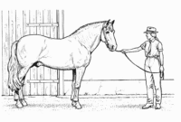 view dessin a imprimer cheval pics view dessin a imprimer cheval pics
