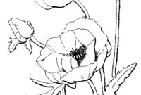 poppy flower coloring pages
