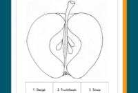 arbeitsblatter apfel grundschule