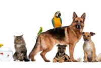 animaux et compagnie