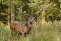 un grand cerf dans la foret