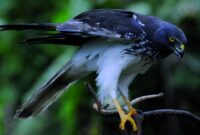coloriage animaux île de la réunion