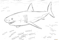 realistic shark coloring pages realistic shark coloring pages