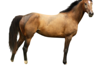 download cheval qui saute dessin a imprimer png