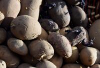 woher stammt die kartoffel woher stammt die kartoffel