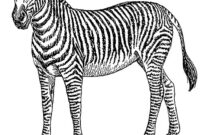 zebra zum ausmalen