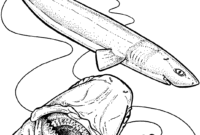 coloring pages of sharks printable coloring pages of sharks printable