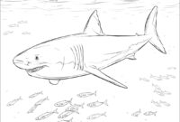 shark coloring pictures