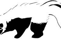 skunk coloring pages