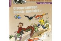 oiseau blesse que faire