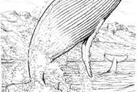 realistic whale coloring pages realistic whale coloring pages