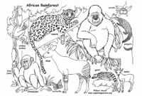 rainforest coloring page rainforest coloring page