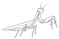 praying mantis coloring pages praying mantis coloring pages