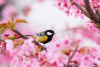 fond decran gratuit printemps oiseaux