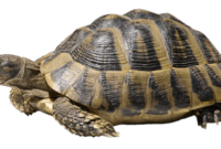 download tortue dessin a imprimer png