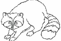 raccoon coloring page raccoon coloring page