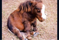 kleinstes pony der welt