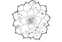 succulent coloring pages