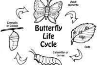 butterfly life cycle coloring pages