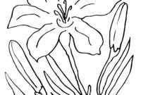 easter lily coloring page easter lily coloring page