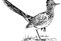 roadrunner coloring page roadrunner coloring page