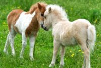 kleinstes pferd der welt fallabella kleinstes pferd der welt fallabella