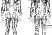 muscles coloring page muscles coloring page