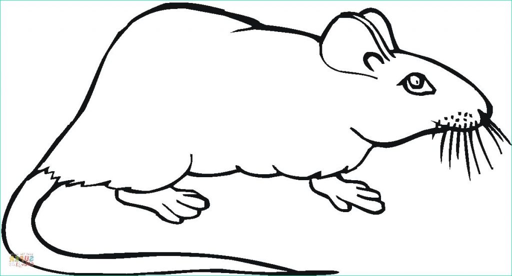 Rat Dessin Facile Bestof Galerie Nos Jeux De Coloriage Rat à Imprimer