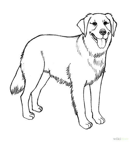 Realistic Golden Retriever Coloring Pages Photo | Dog concernant Dessin