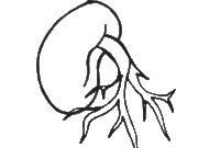 life cycle coloring pages