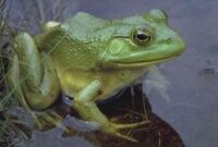 unterschied frosch und krote