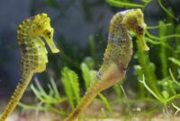 seepferdchen steckbrief