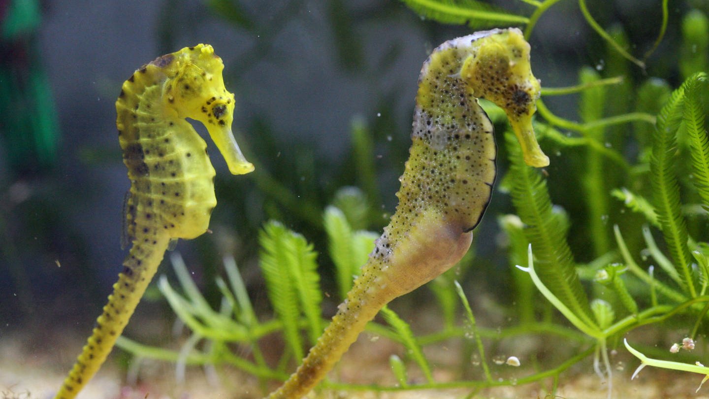 Steckbrief: Seepferdchen - Wissen - SWR Kindernetz