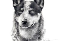 blue heeler coloring pages blue heeler coloring pages