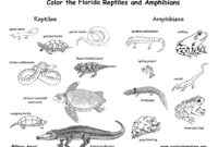 reptiles coloring page reptiles coloring page