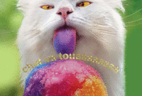 get dessin imprimer mario chat gif get dessin imprimer mario chat gif