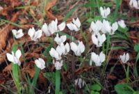 colchique dans les pres paroles colchique dans les pres paroles